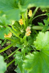 Zucchini plant in the stage of flowering and growth of fruits in the organic garden.