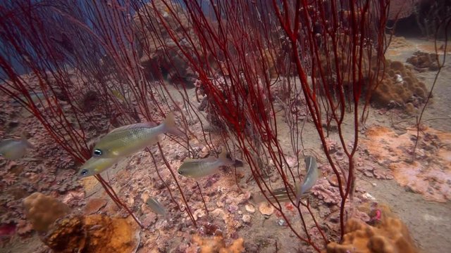 Fishes hiding behind a red algae.