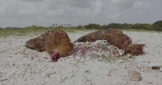 two dead roosters reddish lying on the ground next to a rock without the head to give it as a sacrifice in some kind of religion