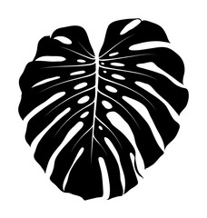 monstera leaf © Beta757
