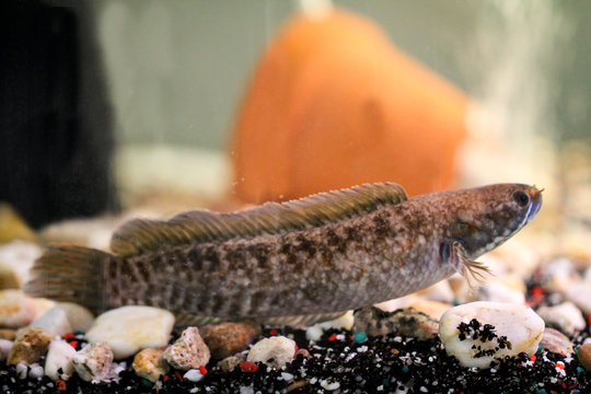 Schlammk&ouml;pfe im Aquarium 