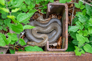 The viper hid in a secluded place near the piece of iron.