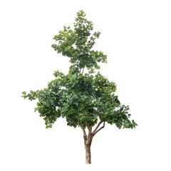 Fototapeta premium Tree isolated on a white background, Tree for design or decoration work.