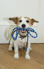 JACK RUSSELL DOG HOLDING THE LEASH IN MOUTH READY FOR A WALK