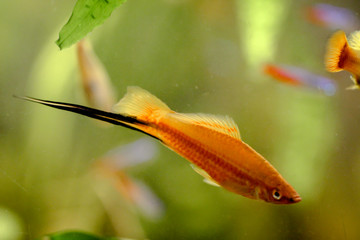 Obraz premium Schwertträger im Aquarium 