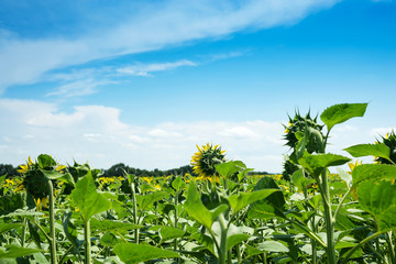 Sunflower field landscape. Sunflowers close under rainy clouds