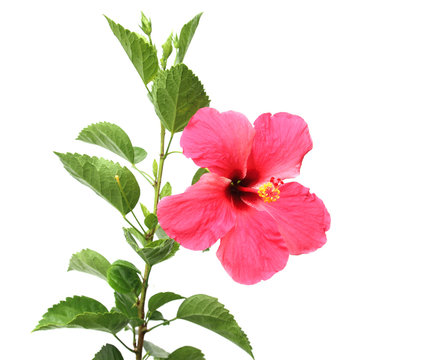 Hibiscus rosa sinensis flower , isolated on white