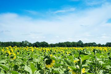 Fototapeta na wymiar Sunflower field landscape. Sunflowers close under rainy clouds