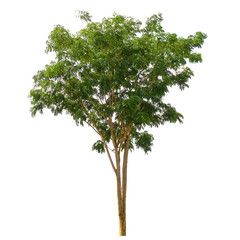 Fototapeta premium Tree isolated on a white background, Tree for design or decoration work.