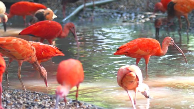 4K Video of Red flamingo