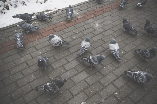 Pigeons on the pavement filtered