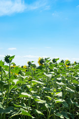 Big field of sunflowers on a blue sky background. Composition of nature.
