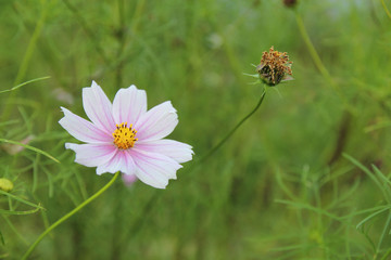 Obraz premium Cosmos flower (Cosmos Bipinnatus) with blurred background