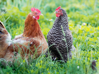 Chickens in a garden on a farm in summer on a bright green background_