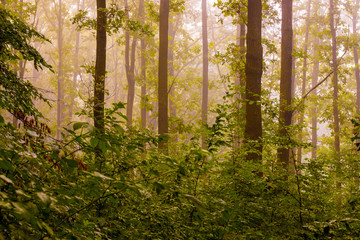 Fog in the woods in the morning. Morning in the woods during the sunrise_