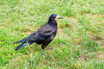 A black rook (raven) walks through the green grass in the summer_