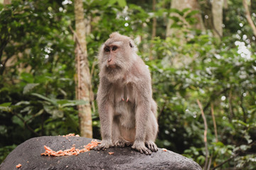 Naklejka na ściany i meble monkey in monkey forest of Ubud, Bali, Indonesia