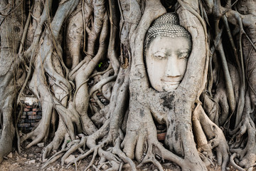 Buddha statue head in the roots