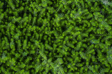 Green outdoor carpet