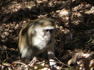 Vervet Monkey
