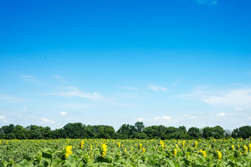 Fototapeta na wymiar Sunflower field landscape with green forest. Sunflowers close under rainy clouds
