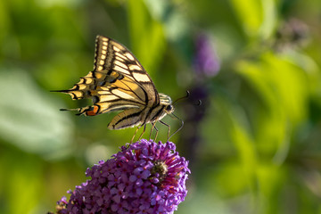 Eine filigrane Schönheit - A filigree beauty