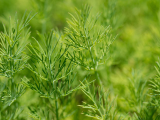 Green dill in the garden as a background