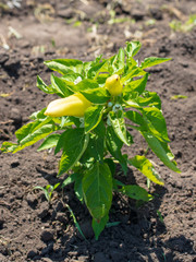 Paprika on a bush in the garden