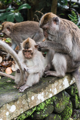 monkeys in monkey forest of Ubud, Bali, Indonesia