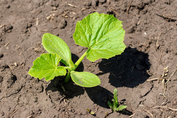 A green sprout of pumpkin in the ground in nature