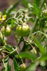 Green tomatoes on a bush in the garden