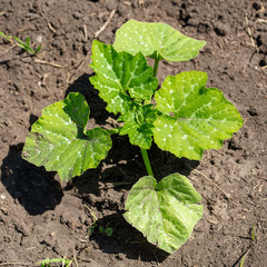 A green sprout of pumpkin in the ground in nature