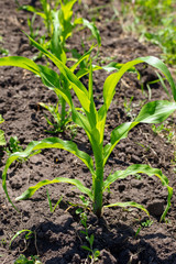 Green leaves on corn in the nature