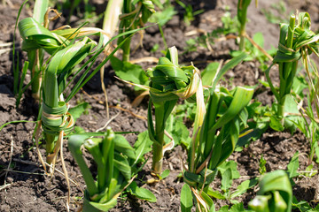 Knotted leaves of garlic in the garden