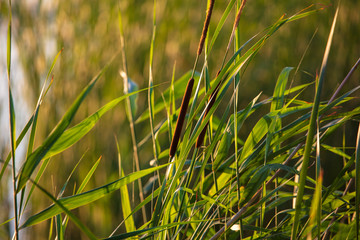 Reeds on the lake at sunset as a background