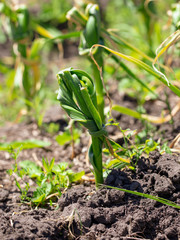 Knotted leaves of garlic in the garden
