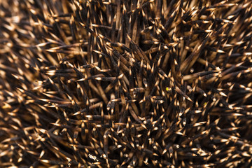 Needles at the hedgehog as a background