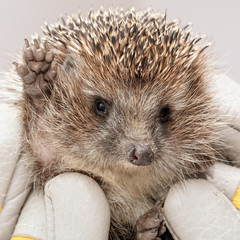 Portrait of a hedgehog in the hands