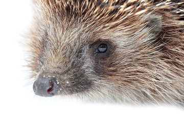 Portrait of a hedgehog on a white background