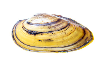 Mussel shell isolated on white background