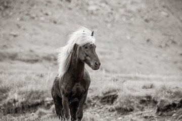 Fototapeta na wymiar Icelandic horse, Iceland. 