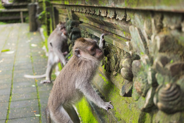 monkey in monkey forest of Ubud, Bali, Indonesia
