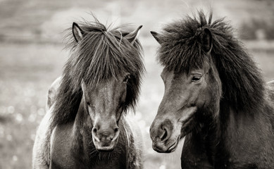 Icelandic horse, Iceland.