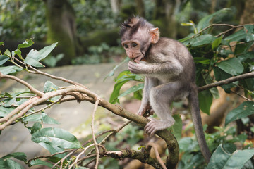 monkey in monkey forest of Ubud, Bali, Indonesia