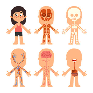 Cartoon girl body anatomy. Woman veins, organs and nervous system biology chart. Human skeleton and muscle systems vector illustration