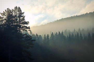 Morning mist in a mountain coniferous forest before dawn. The rays of the sun make their way through the fir trees. travel through the mountains of Montenegro