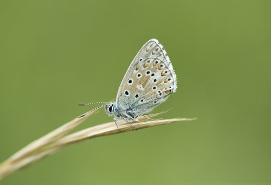 An Adonis Blue butterfly at Martin Down NNR in Hampshire.