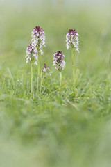 A group of Burnt-tip Orchids at Martin Down NNR in Hampshire.