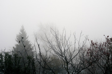 Trees in heavy fog
