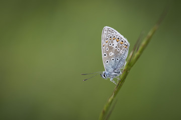 A Common Blue at Martin Down NNR in Hampshire.